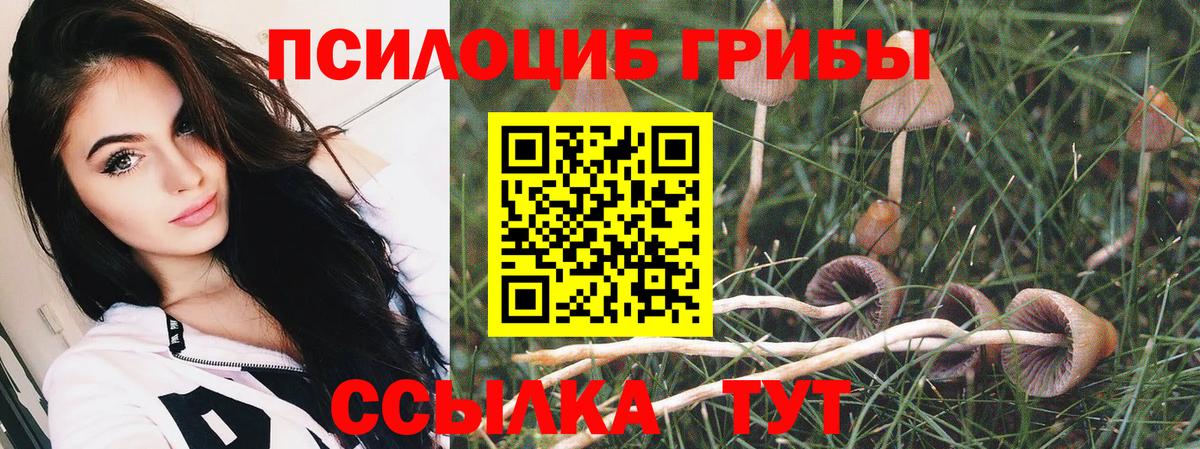 Псилоцибиновые грибы Cubensis Сургут